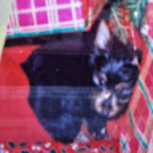 Meet your Posher, Grace